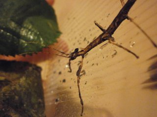 P3060050 (Kopiowanie) P3060050 (Kopiowanie)