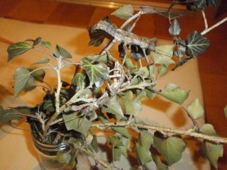 P3060009 (Kopiowanie) P3060009 (Kopiowanie)