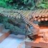 IMG 7089