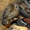 Boa dusiciel (Boa constrictor)