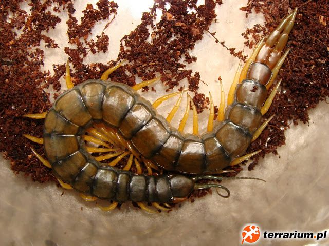 Scolopendra cingulata