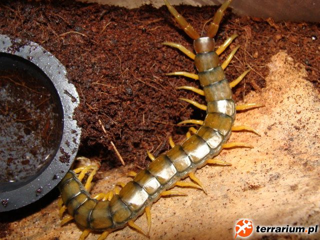 Scolopendra cingulata