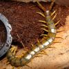 Scolopendra cingulata