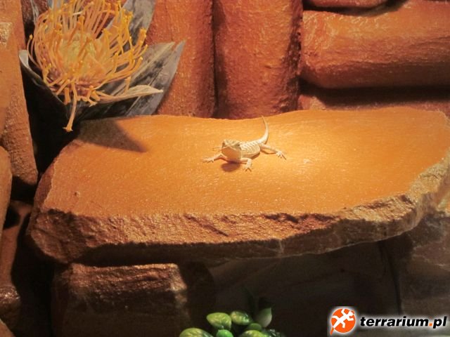 wygrzewam  się :)