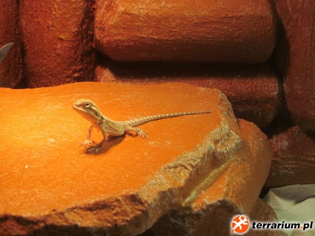 Filipek- podobieństwo Kermit