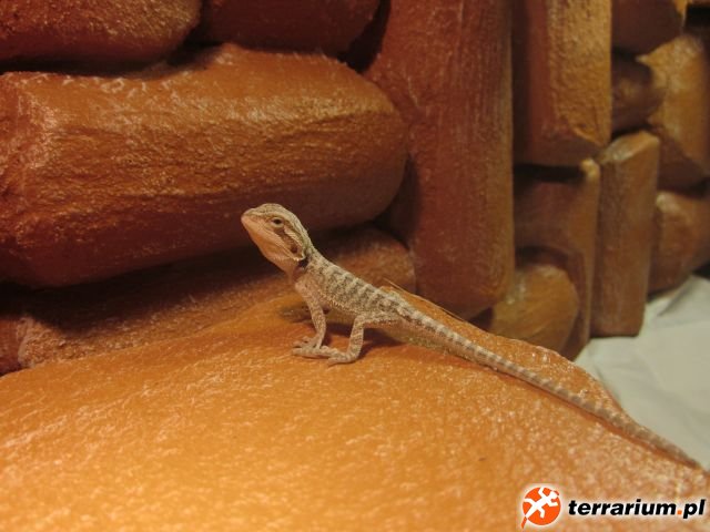 Filipek