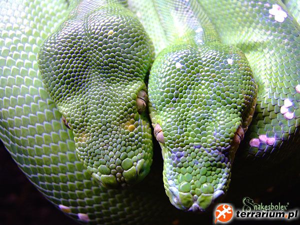 Morelia Viridis