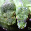 Morelia Viridis