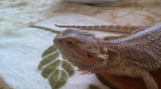 Agama Brodata Agama Brodata