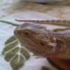 Agama Brodata