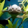 axolotl Stefan