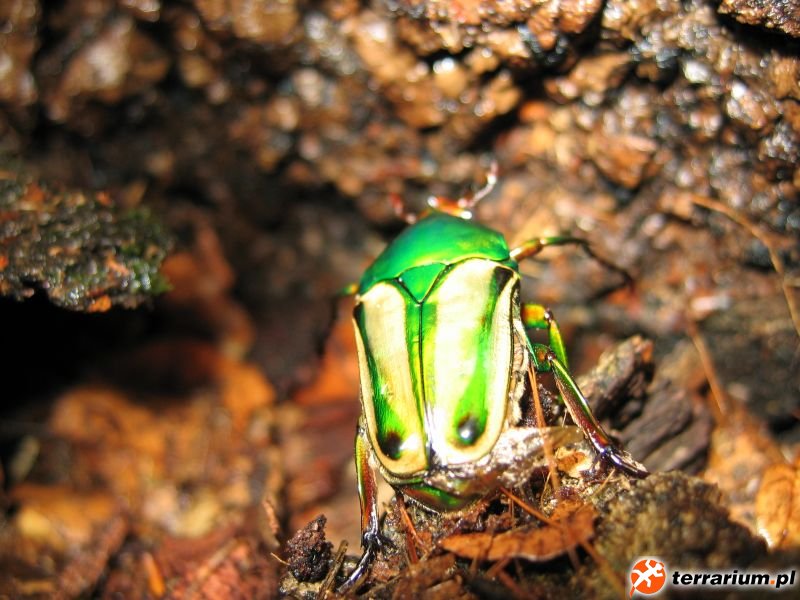 Eudicella hornimanni