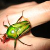 Eudicella hornimanni