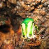 Eudicella hornimanni