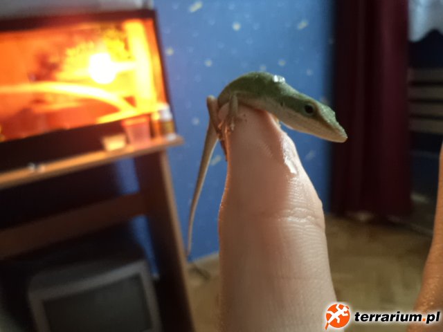 Anolis zielony.