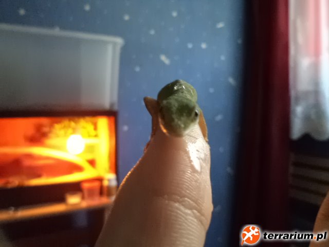 Anolis zielony.