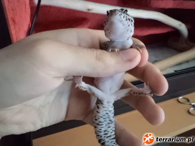 Lena
