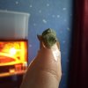 Anolis zielony.
