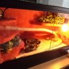 Terrarium.