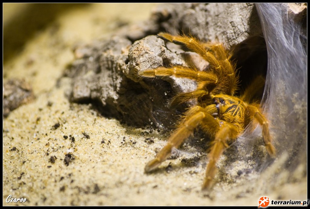 Pterinochilus murinus