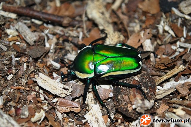 Dicronorrhina derbyana derbyana