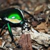 Dicronorrhina derbyana derbyana