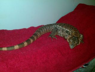 Tupinambis Rufescens Tupinambis Rufescens