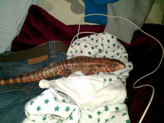 Tupinambis Rufescens Tupinambis Rufescens