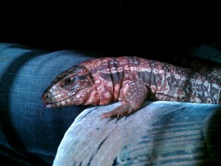 Tupinambis Rufescens Tupinambis Rufescens