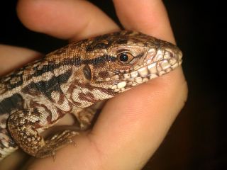 Tupinambis Rufescens Tupinambis Rufescens