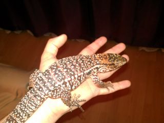 Tupinambis Rufescens Tupinambis Rufescens