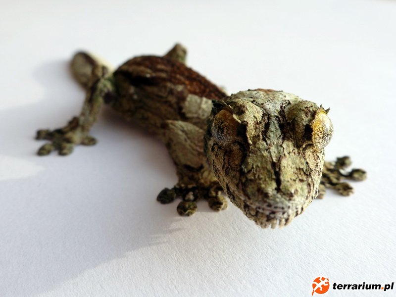 Uroplatus sikorae