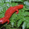 Salamandra czerwona (Pseudotriton ruber)