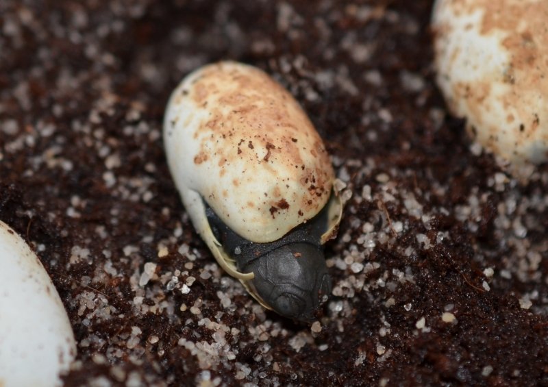 Pelomedusa subrufa CB 2014
