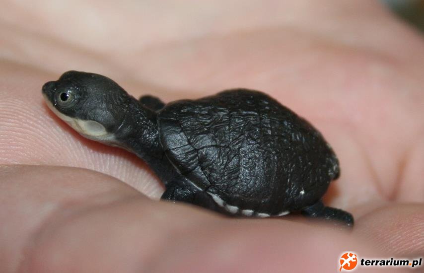 Pelomedusa subrufa CB 2013