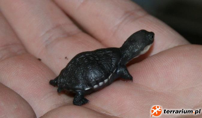 Pelomedusa subrufa CB 2013