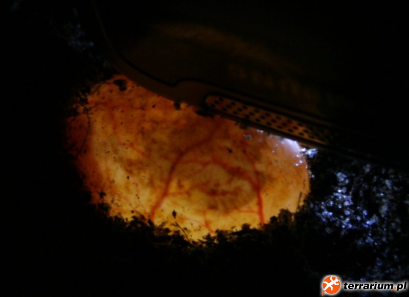 Pelomedusa subrufa