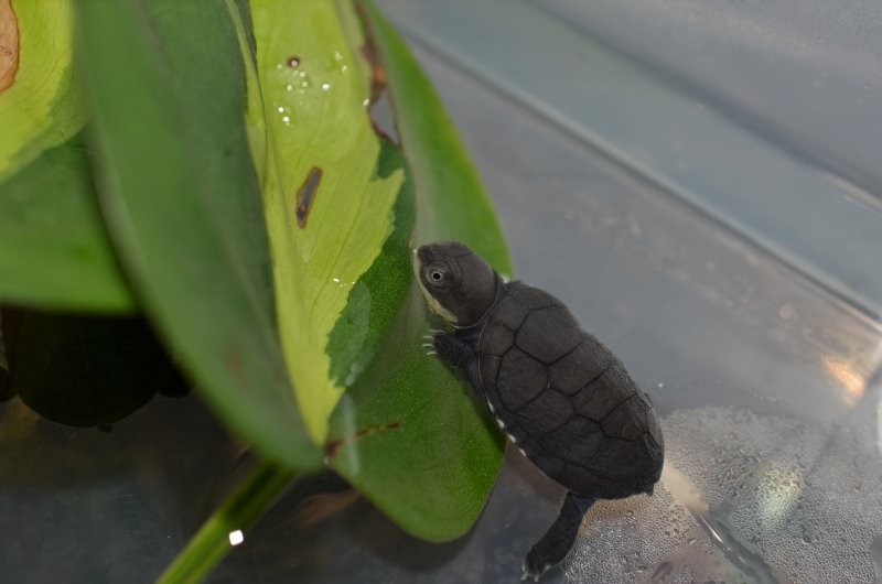 Pelomedusa subrufa CB 2014