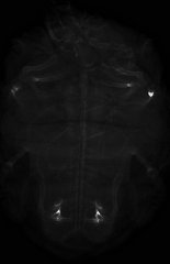 Pelomedusa subrufa Pelomedusa subrufa