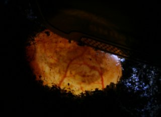 Pelomedusa subrufa Pelomedusa subrufa