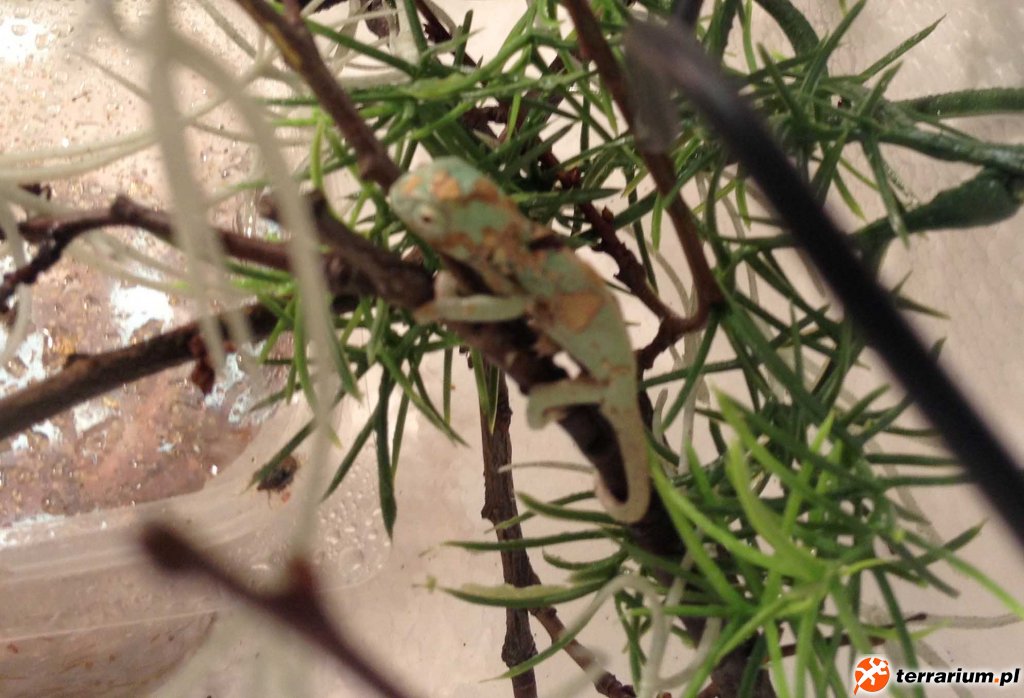 3 Chamaeleo calyptratus