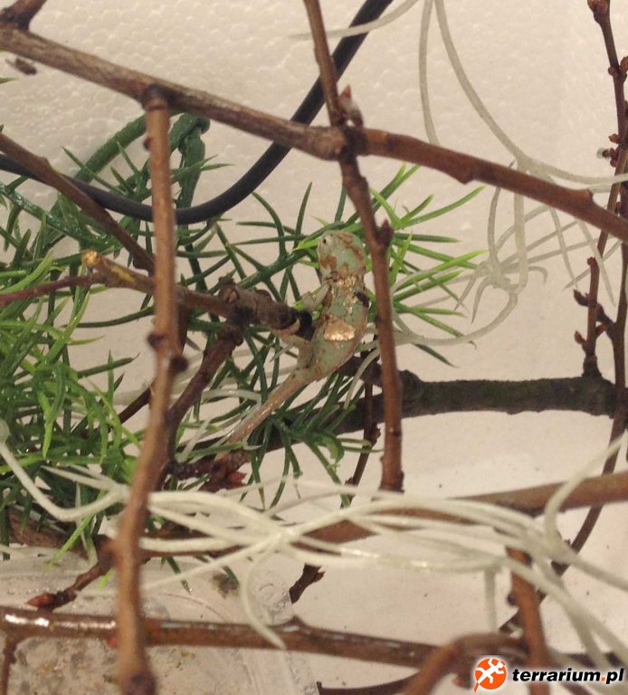 1 Chamaeleo calyptratus