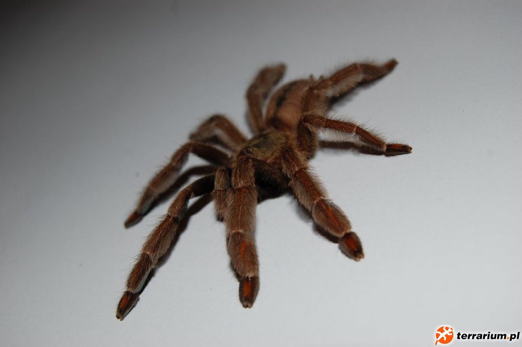 P. Cambridgei