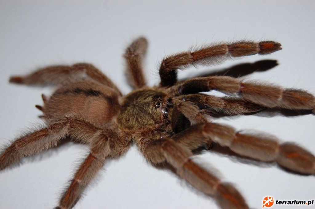 P. Cambridgei
