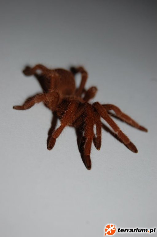 Selenocosmia Javanensis