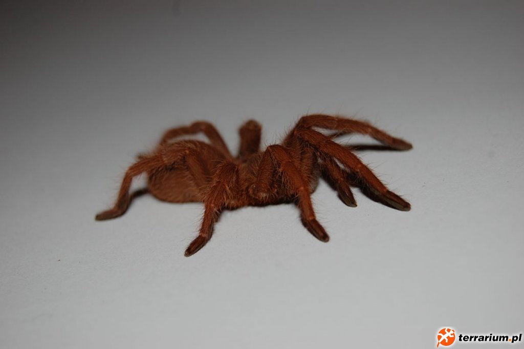 Selenocosmia Javanensis