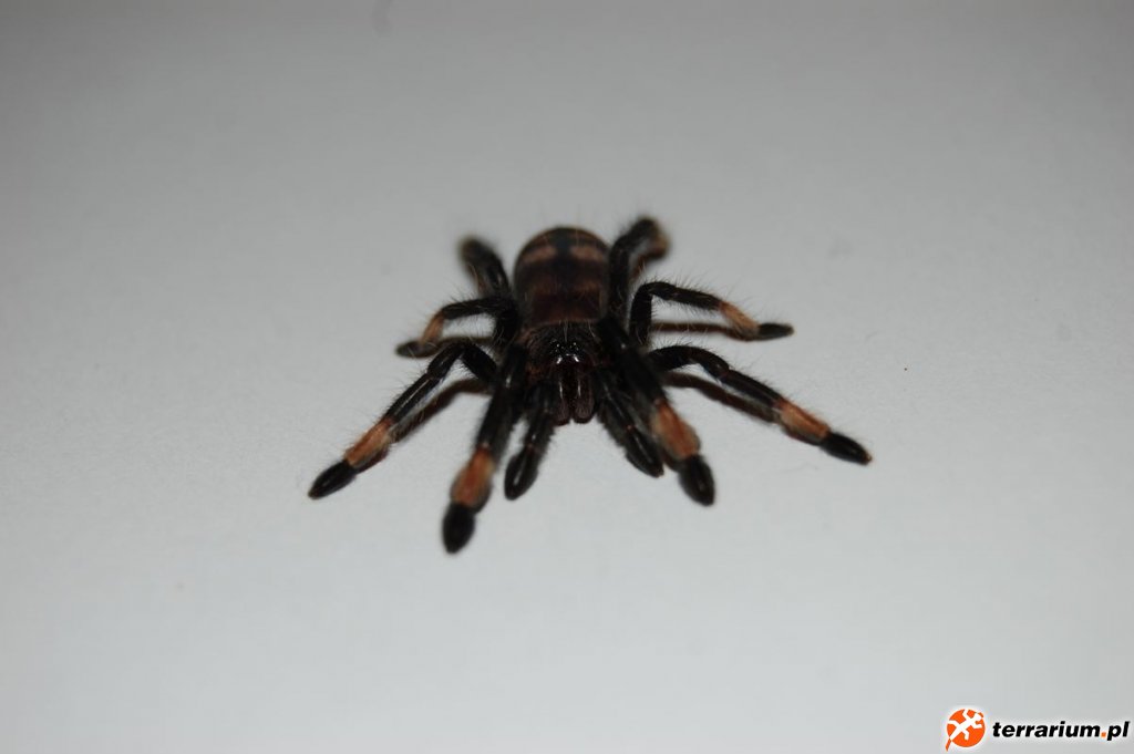 Psalmopoeus Irminia
