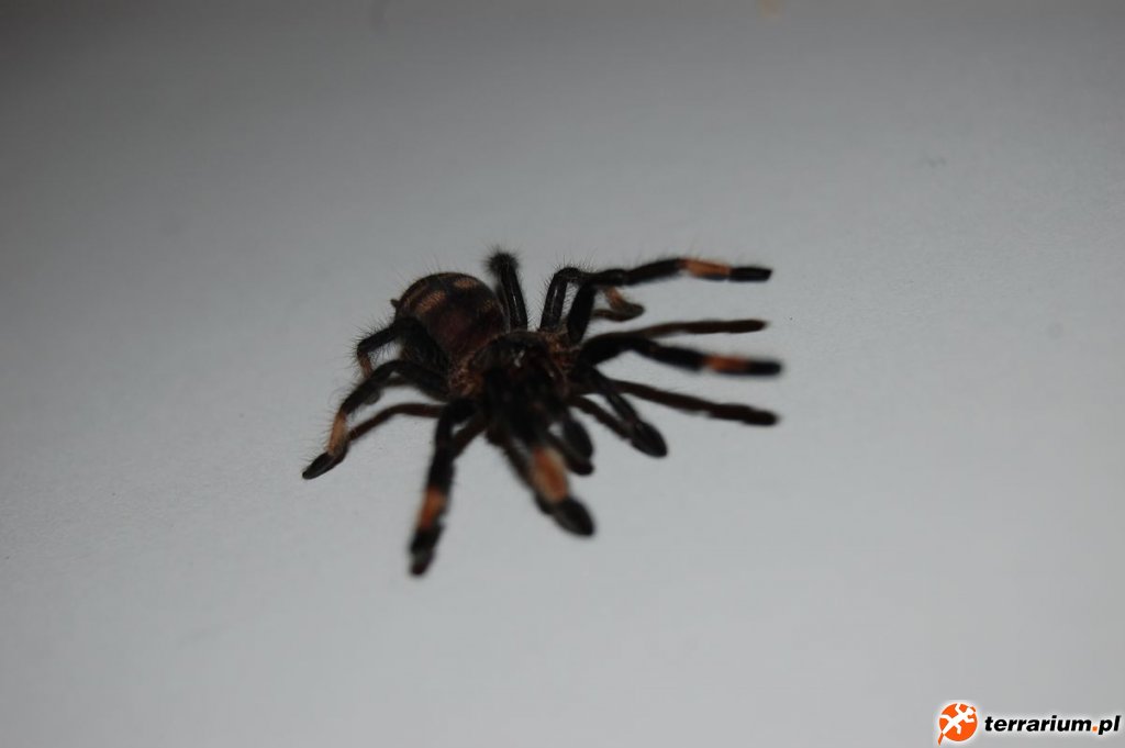 Psalmopoeus Irminia