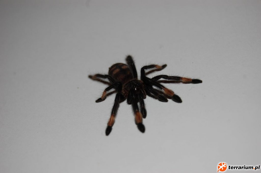 Psalmopoeus Irminia