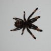 Psalmopoeus Irminia